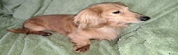 Miniature Dachshund dogs for stud: STUD 100% Long Haired Cream Miniature Dachshund - Advert 18