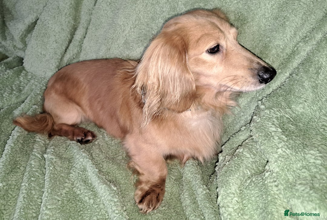Miniature Dachshund dogs for stud: STUD 100% Long Haired Cream Miniature Dachshund - Image 18