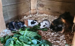 Guinea Pig rodents for sale: 4 beautiful female guinea pigs  - Image 3