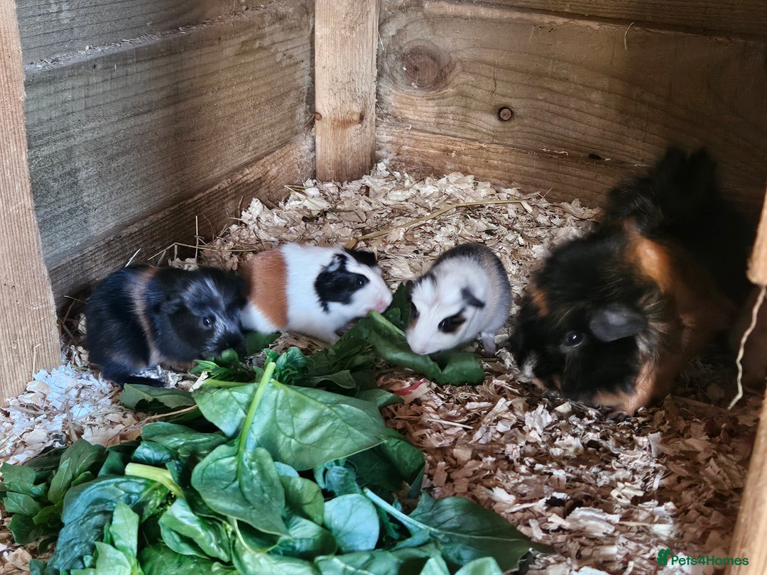 Guinea Pig rodents for sale: 4 beautiful female guinea pigs  - Image 3