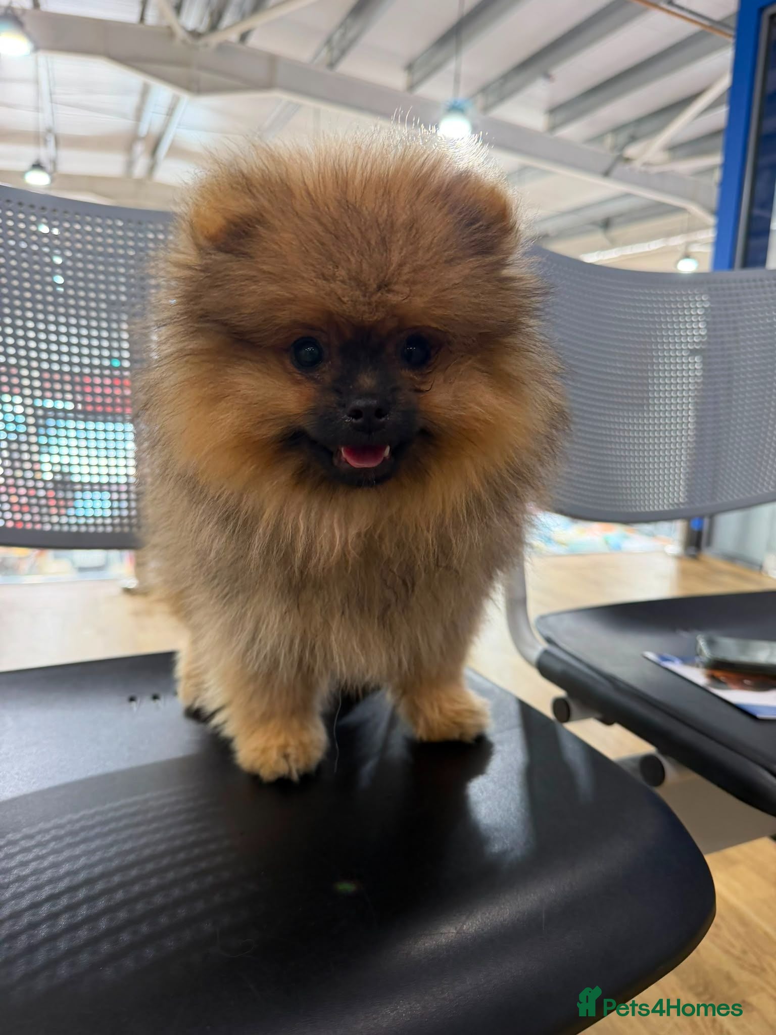 Pomeranian dogs REDUCED READY TO LEAVE - Advert 12