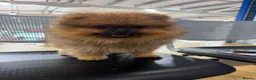 Pomeranian dogs for sale: REDUCED READY TO LEAVE - Advert 1