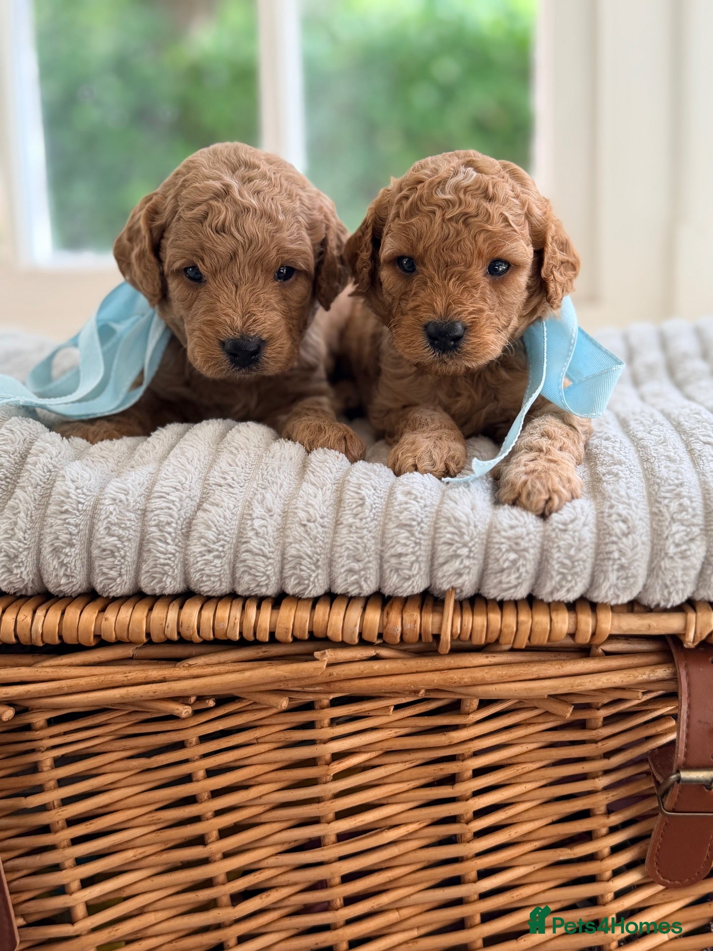 Cavapoochon dogs Cavapoochon puppies - Advert 1