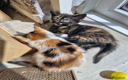 Mixed Breed cats for sale: 4 beautiful moggie girls  - Image 12