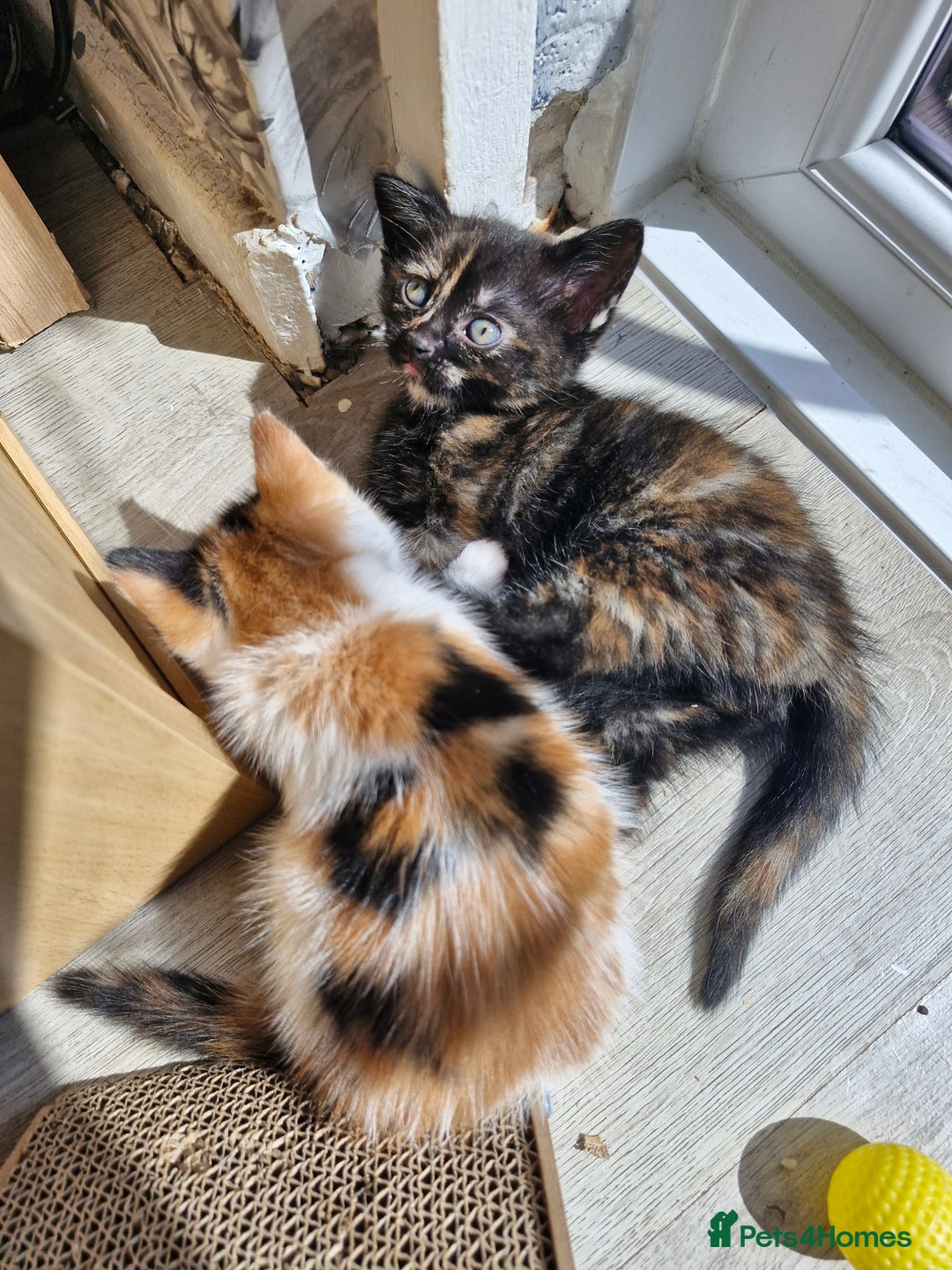 Mixed Breed cats for sale: 4 beautiful moggie girls  - Image 12