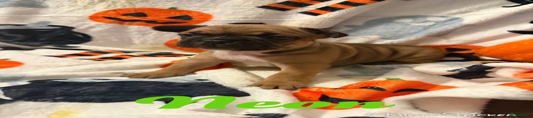 French Bulldog Puppy 3