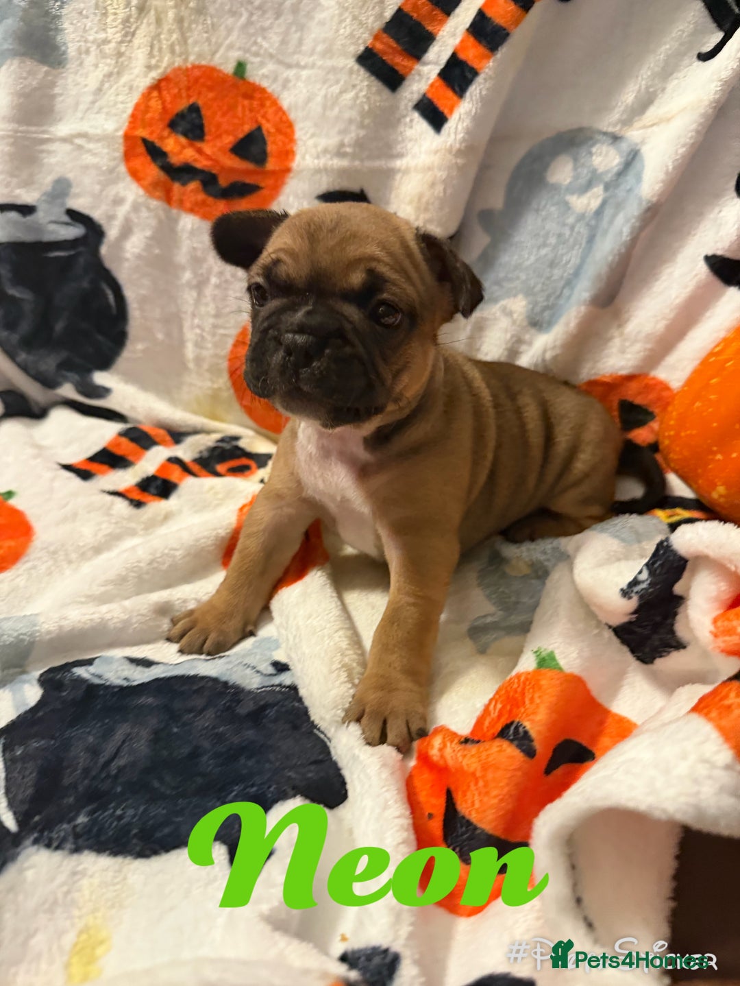 French Bulldog dogs for sale: 7 beautiful French bulldog  - Image 4