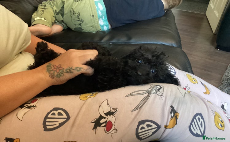 Doxiepoo dogs - Advert 1