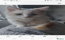 Ragdoll cats for sale: Ragdoll kitten - Image 4