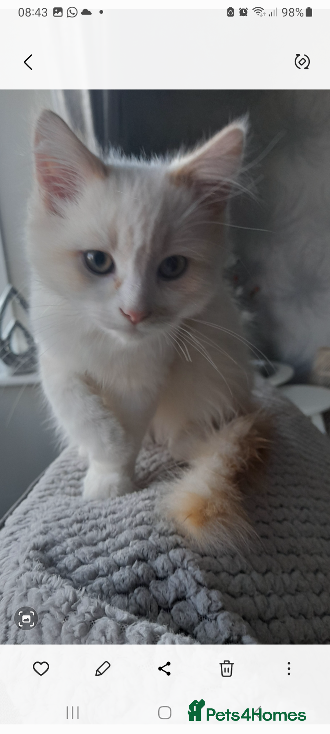 Ragdoll cats for sale: Ragdoll kitten - Image 4