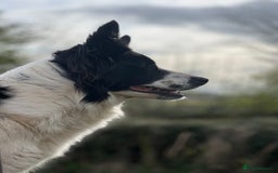 Borador dogs for sale: Collie cross Labrador  - Image 14