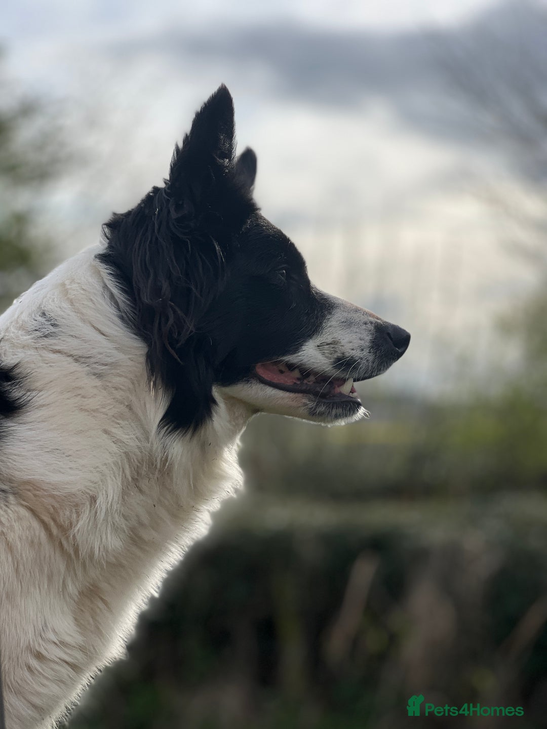 Borador dogs for sale: Collie cross Labrador  - Image 14