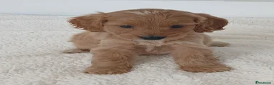 Cockapoo 6