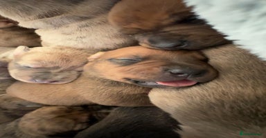 Mixed Breed dogs - Advert 5
