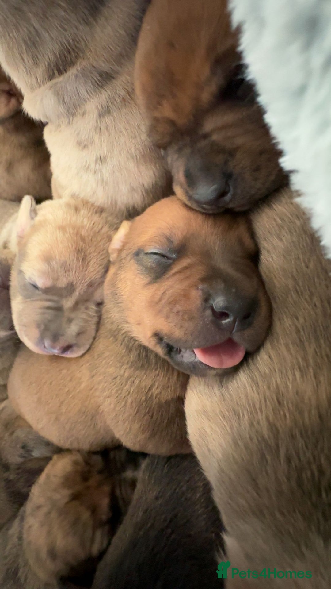 Mixed Breed dogs for sale: Mastibull puppies for sale  - Image 2