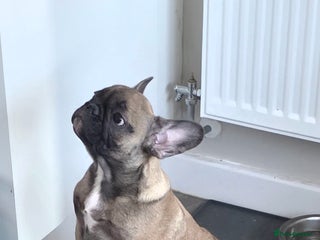 French Bulldog dogs - Advert 3