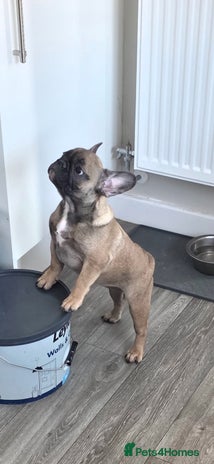 French Bulldog dogs - Advert 11