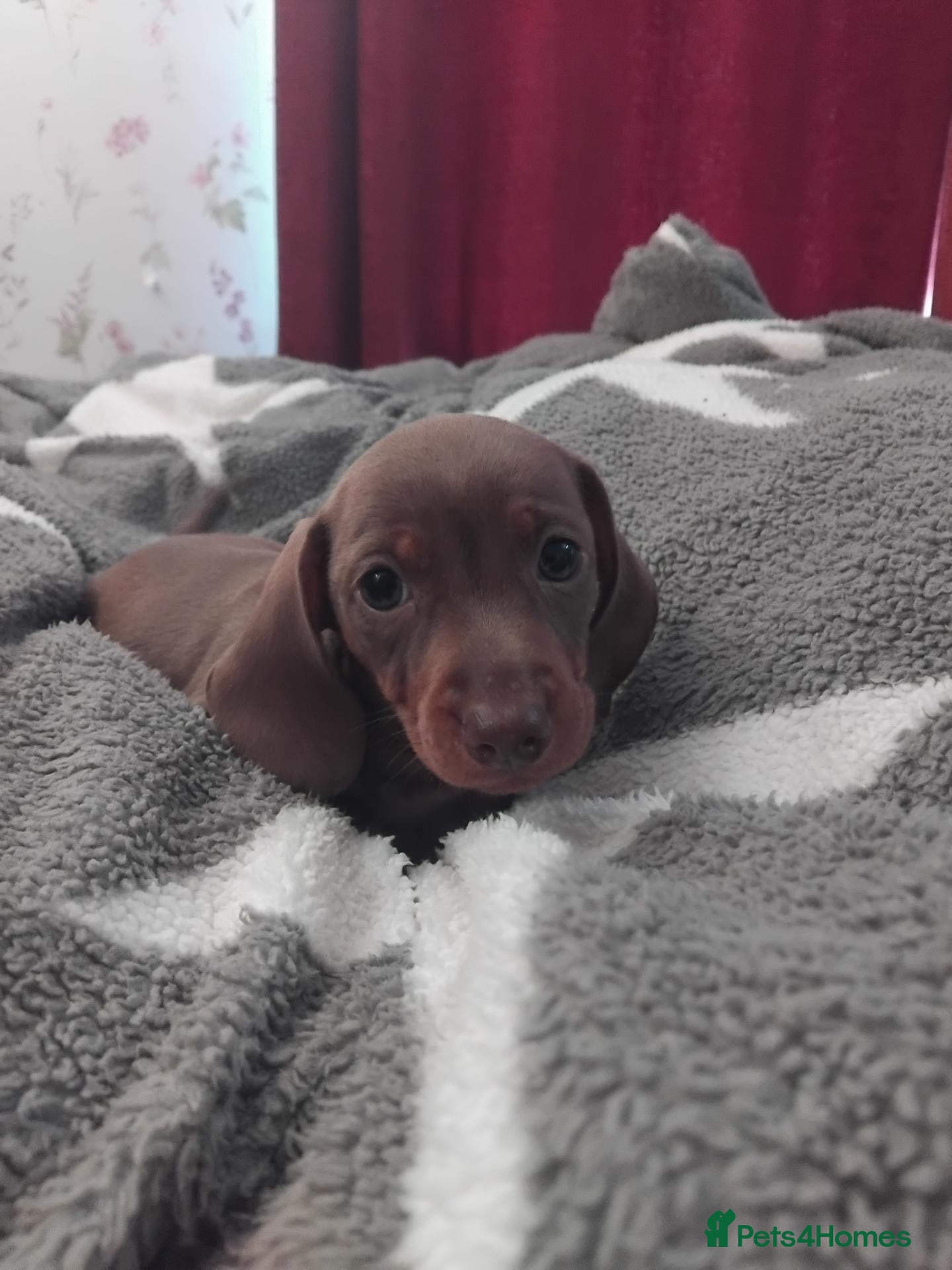 Miniature Dachshund dogs Kc registered chocolate and tan boy  - Advert 1