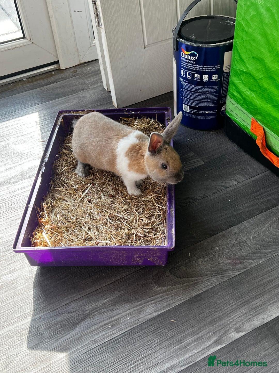 Mixed Breed rabbits for sale: Rabbit  - Image 2