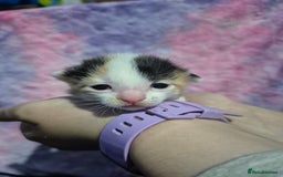 Mixed Breed cats for sale: Gorgeous kittens long and short haired - Image 26