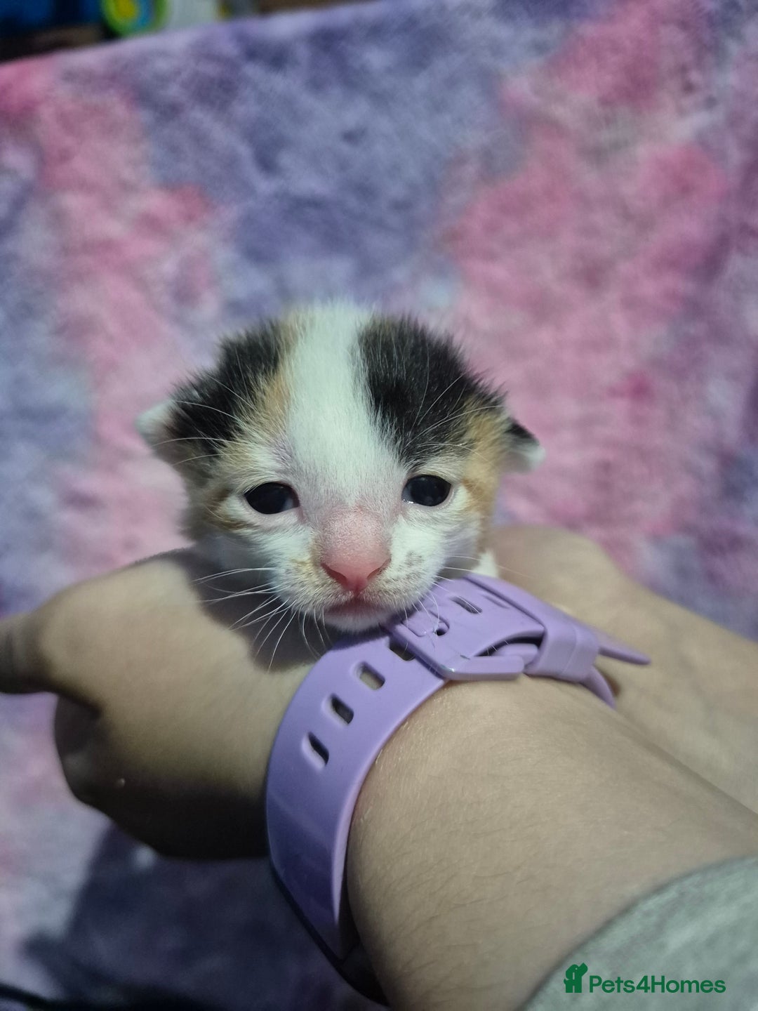 Mixed Breed cats for sale: Gorgeous kittens long and short haired - Image 26