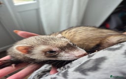 Ferret rodents for sale: Male and female ferrets and cage - Image 6