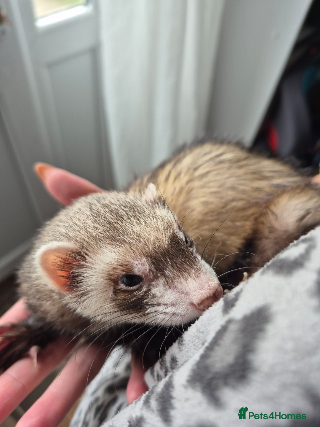Ferret rodents for sale: Male and female ferrets and cage - Image 6