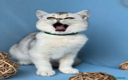British Shorthair cats for sale: Stunning British sh/longhair kittens TICA - Image 12
