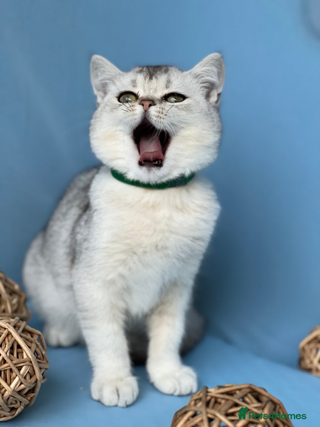 British Shorthair cats for sale: Stunning British sh/longhair kittens TICA - Image 12