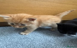 Mixed Breed cats for sale: Mixed breed Tabbies  - Image 20