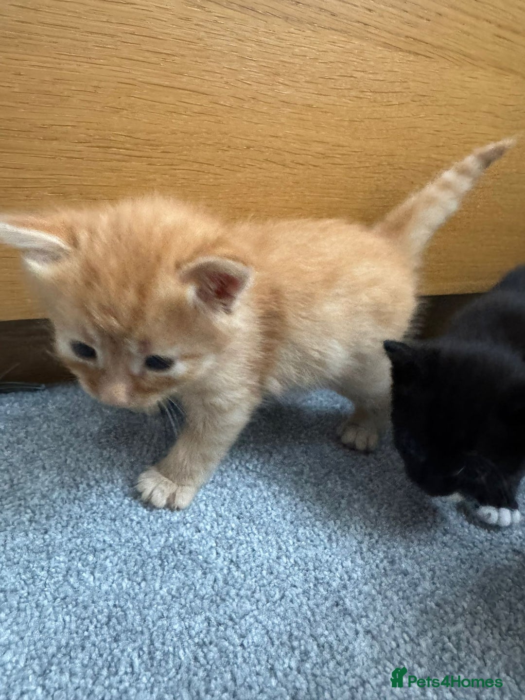 Mixed Breed cats for sale: Mixed breed Tabbies  - Image 20