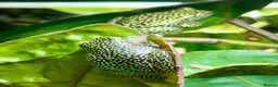 Frog reptiles for sale: Starry Night Reed Frogs Sexed Pairs  in Bristol - Advert 4