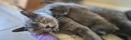 British Shorthair cats for sale: Beautiful British Shorthair Cross Kittens - Advert 7