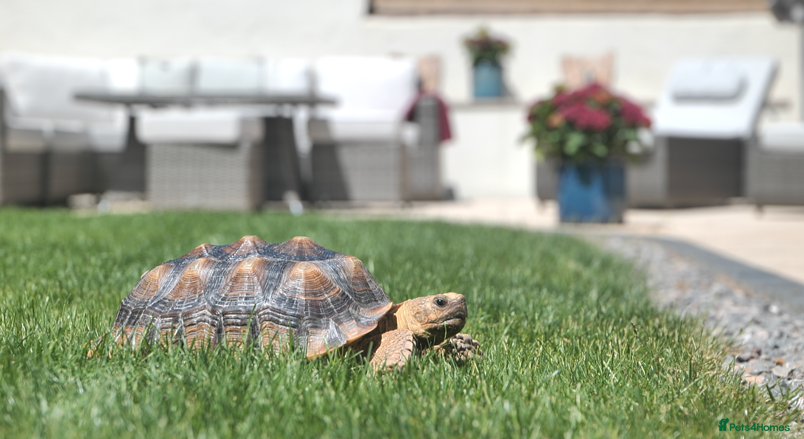 Tortoise reptiles African Spurred Tortoise (Sulcata) (F) Age 8  - Advert 2