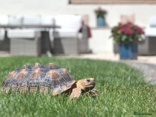 Tortoise reptiles African Spurred Tortoise (Sulcata) (F) Age 8 - Advert 3