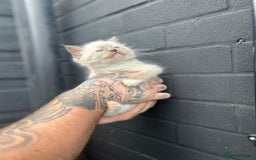 Ragdoll cats for sale: 2 MALE RAGDOLLS AVAILABLE  - Image 8
