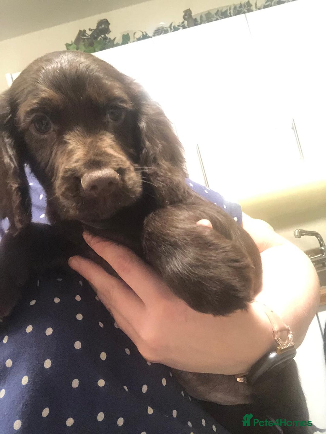 Cocker Spaniel dogs for sale: Cocker spaniel pup kc registered ⭐️ - Advert 5