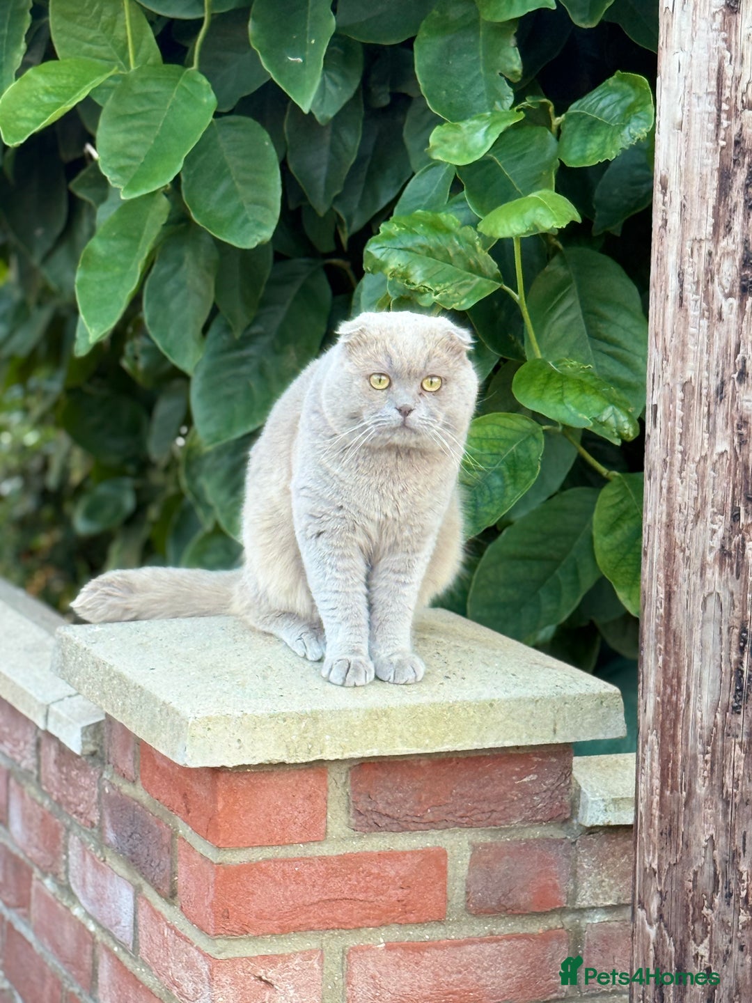 Scottish Fold cats for sale: Scottish Fold Cat - Advert 2
