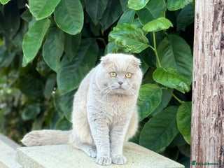 Scottish Fold cats Scottish Fold Cat - Advert 1