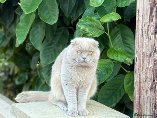 Scottish Fold cats Scottish Fold Cat - Advert 1