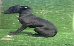 Whippet dogs for sale: Top quality whippet puppies - Image 19