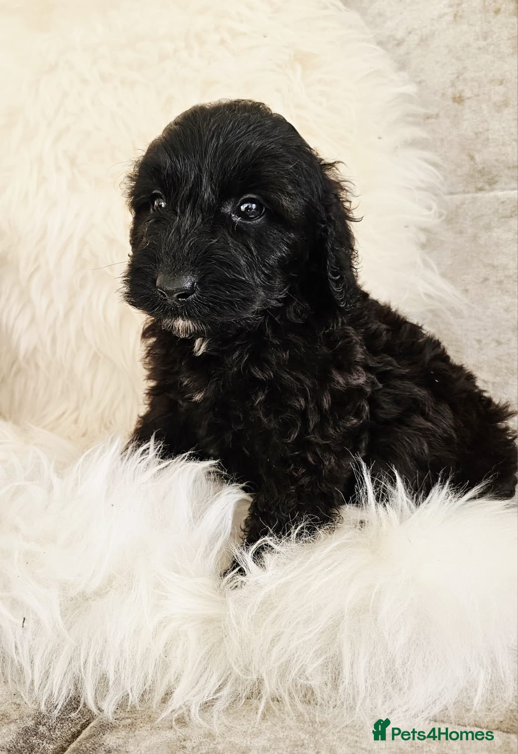 Cockapoo dogs *READY NOW* F1B COCKAPOO 2 puppies available  - Advert 1