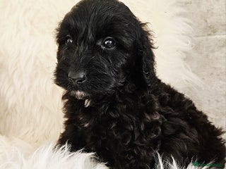 Cockapoo dogs *READY NOW* F1B COCKAPOO 2 puppies available - Advert 3
