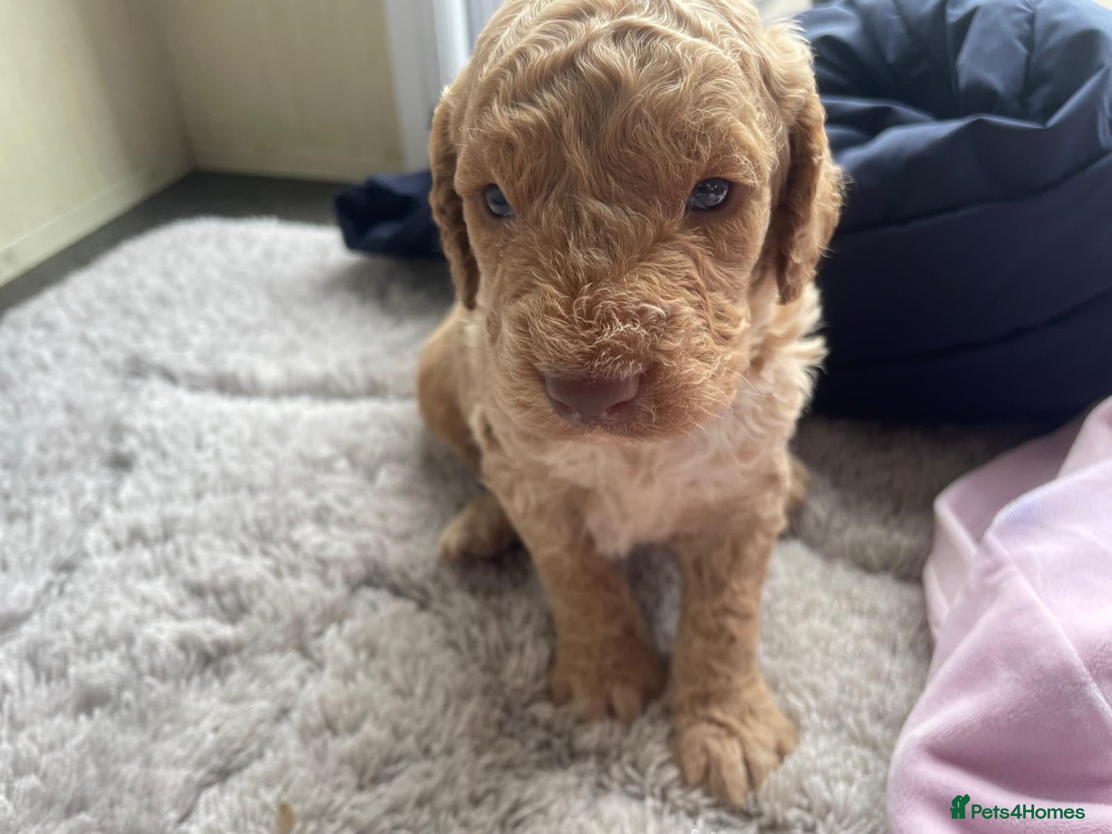 Cavapoo dogs F1 b cavapoo health tested 2 boys available  - Advert 1