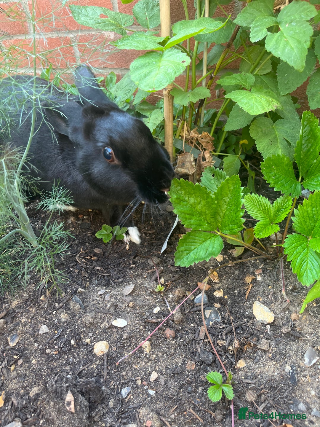Rex rabbits for sale: Bonded Pair of Rex Rabbits - Rehoming  - Image 3