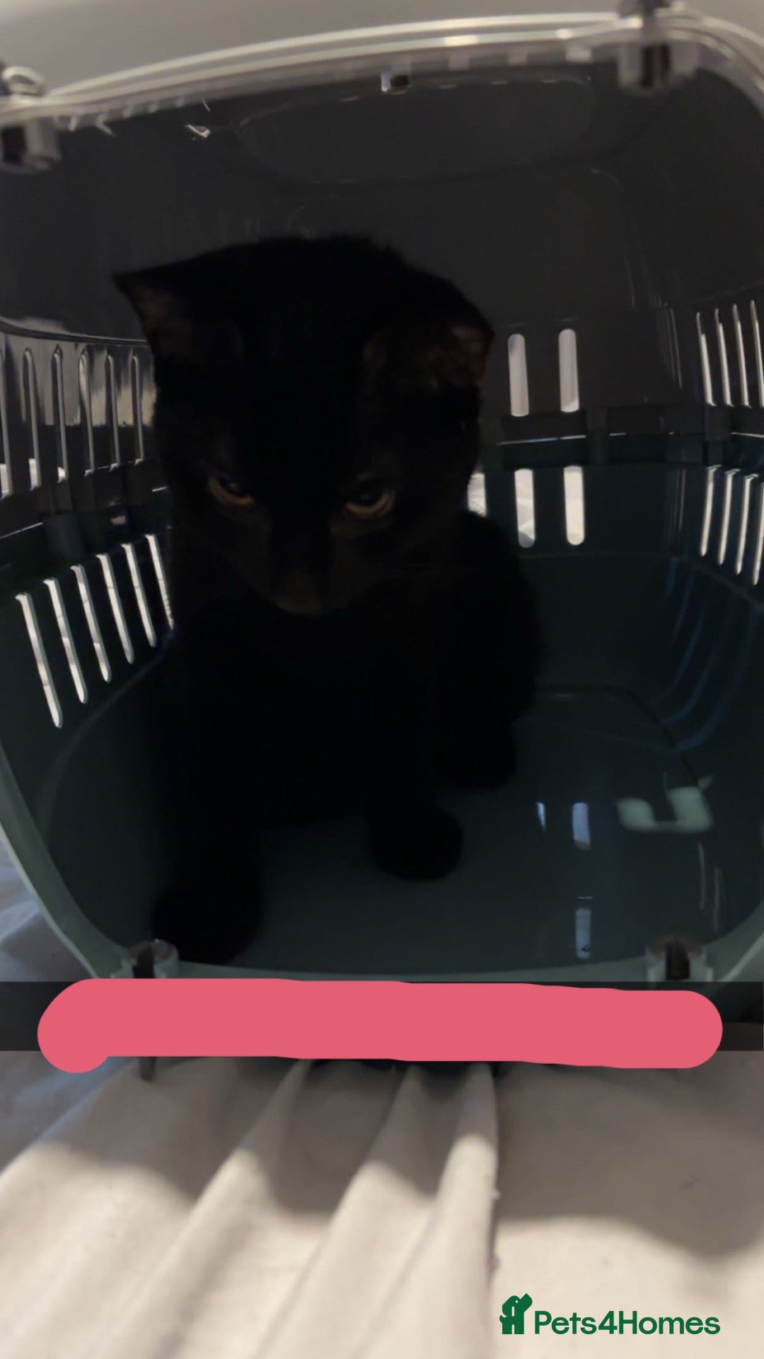 Mixed Breed cats Pablo  - Advert 4