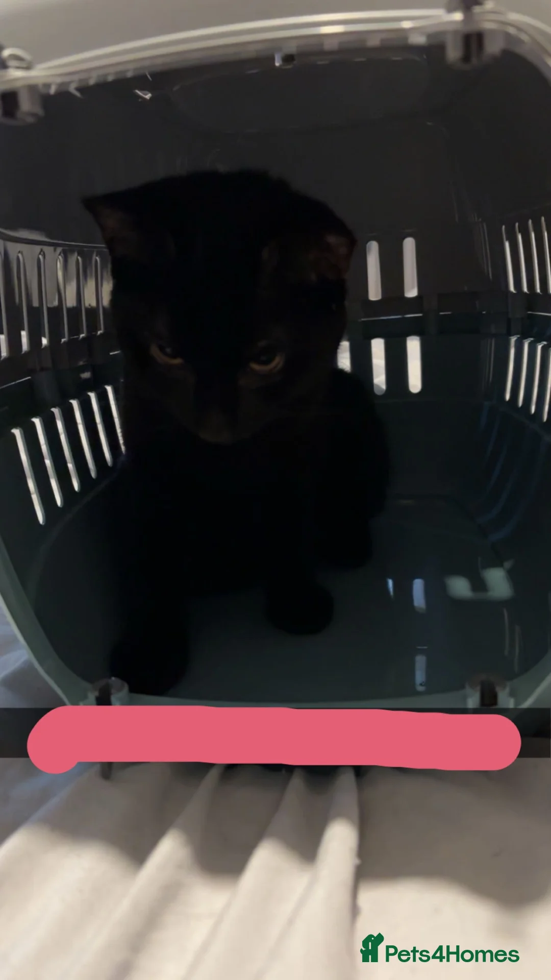 Mixed Breed cats for sale: Pablo  - Advert 1
