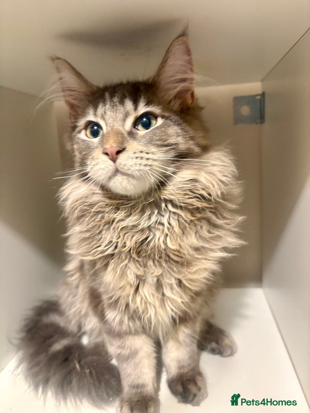 Maine Coon cats for sale: Maine coon  - Advert 5