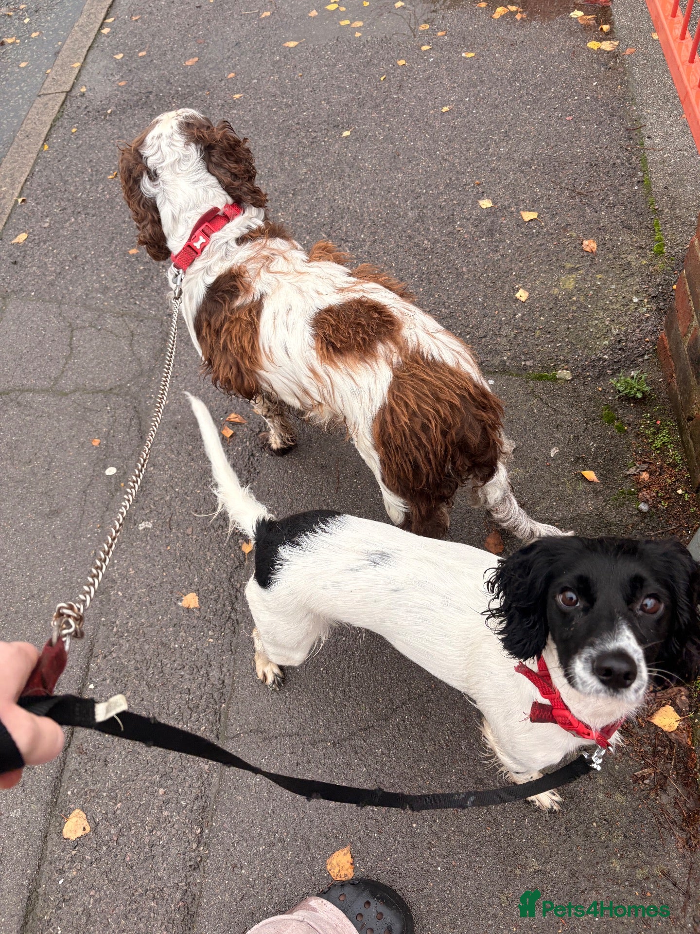 Sprocker dogs Sprocker puppies  - Advert 1