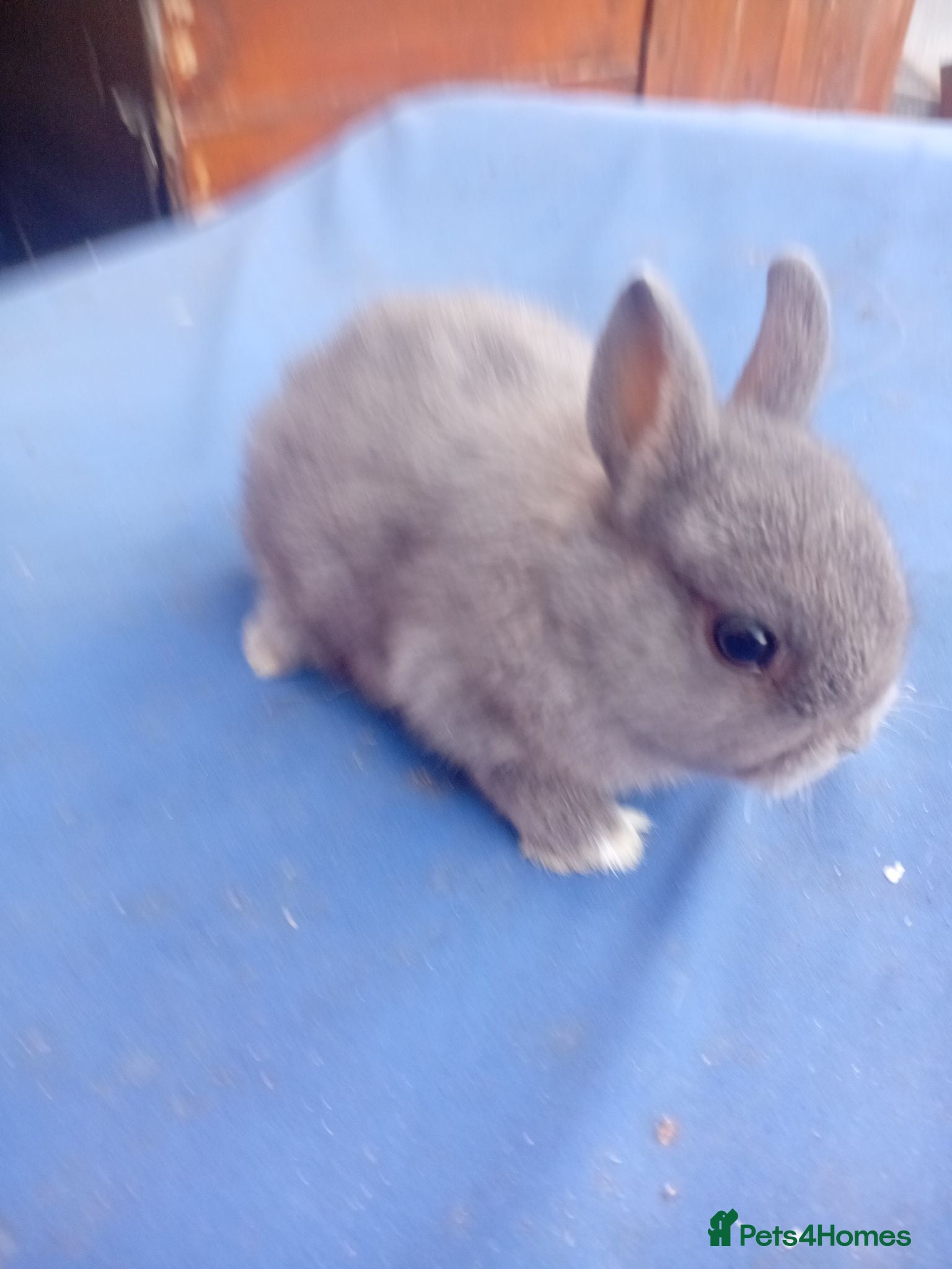 Netherland Dwarf rabbits Netherland dwarf baby's  - Advert 1
